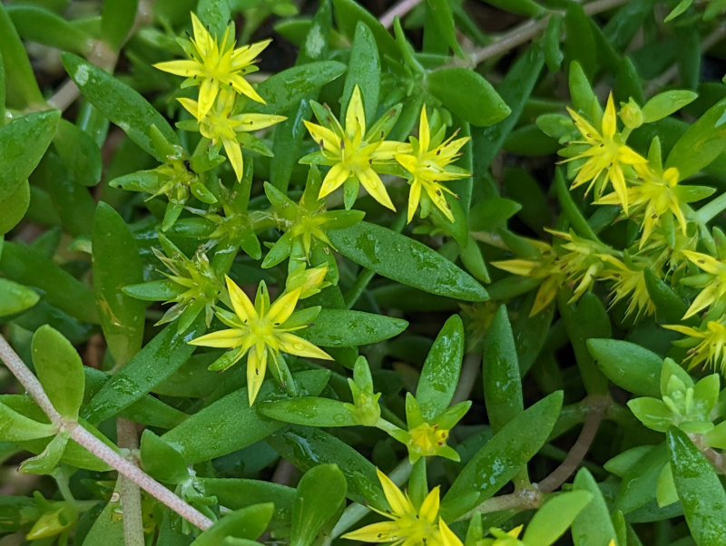 Ground cover sedum